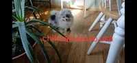Blue , a male Pomeranian for sale in Lewisville, TX – Photo 2 of 3