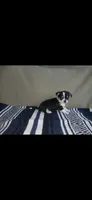 Cruella , a female Chihuahua for sale in Lewisville, TX – 5 of 5