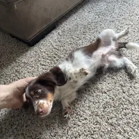 Duke, a male Miniature Dachshund for sale in Tomball, TX – Photo 2 of 2