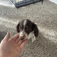 Duke, a male Miniature Dachshund for sale in Tomball, TX – Photo 1 of 2