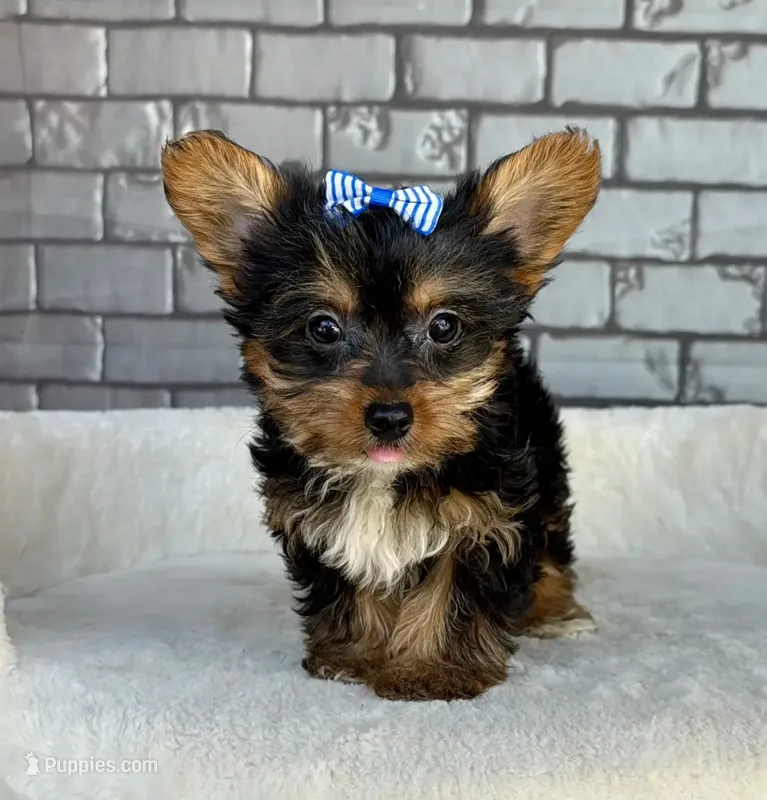 Sammy – Yorkshire Terrier puppy for sale in Orlando, FL
