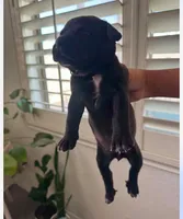 Puppy, a female American Pit Bull Terrier and Labrador Retriever for sale in Tucson, AZ – 2 of 8