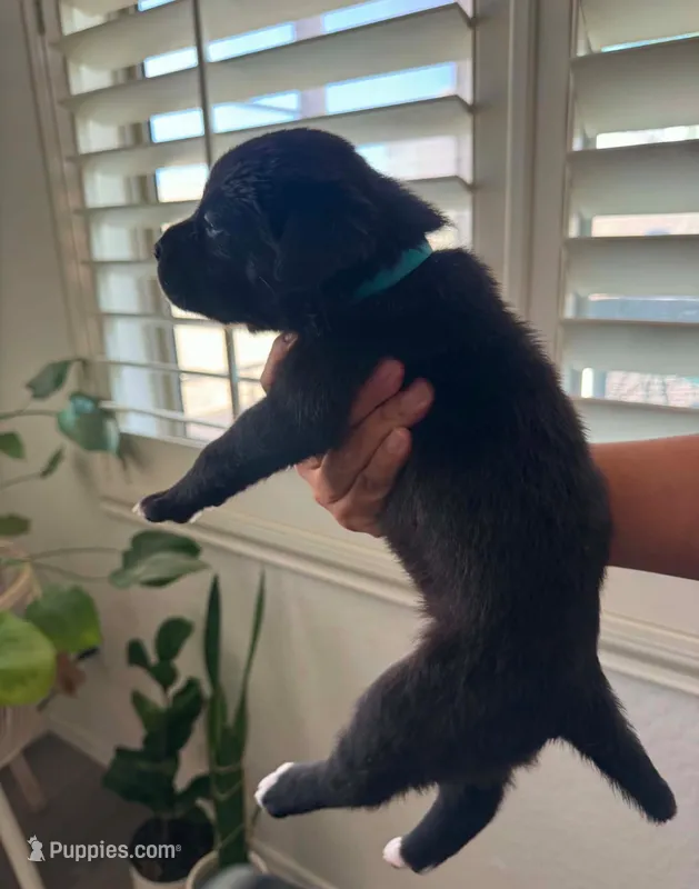 Puppy – American Pit Bull Terrier, Labrador Retriever puppy for sale in Tucson, AZ
