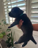 Puppy, a female American Pit Bull Terrier and Labrador Retriever for sale in Tucson, AZ – 1 of 8