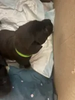 Puppy, a female American Pit Bull Terrier and Labrador Retriever for sale in Tucson, AZ – 6 of 8