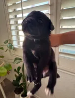 Puppy, a female American Pit Bull Terrier and Labrador Retriever for sale in Tucson, AZ – 4 of 8