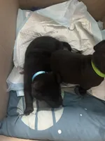 Puppy, a female American Pit Bull Terrier and Labrador Retriever for sale in Tucson, AZ – 7 of 8