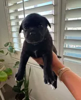 Puppy, a female American Pit Bull Terrier and Labrador Retriever for sale in Tucson, AZ – 5 of 8