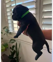 Puppy, a female American Pit Bull Terrier and Labrador Retriever for sale in Tucson, AZ – 3 of 8