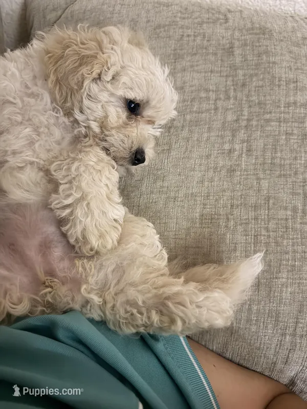 Emilano – Maltipoo puppy for sale in Modesto, CA