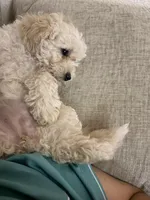 Emilano, a male Maltipoo for sale in Modesto, CA – Photo 1 of 2