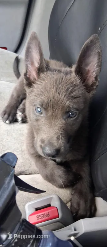 Aries – German Shepherd Dog, Alaskan Husky puppy for sale in Ontario, CA