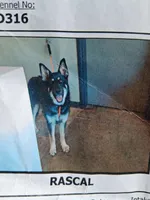 Aries, a male German Shepherd Dog and Alaskan Husky for sale in Ontario, CA – Photo 2 of 3