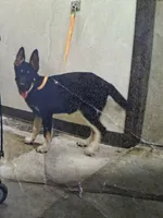 Aries, a male German Shepherd Dog and Alaskan Husky for sale in Ontario, CA – Photo 2 of 2