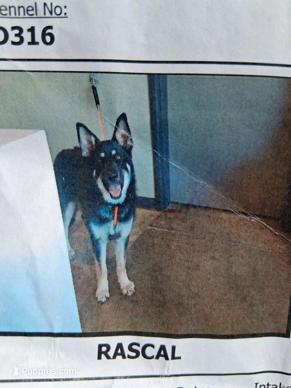 Aries – German Shepherd Dog, Alaskan Husky puppy for sale in Ontario, CA