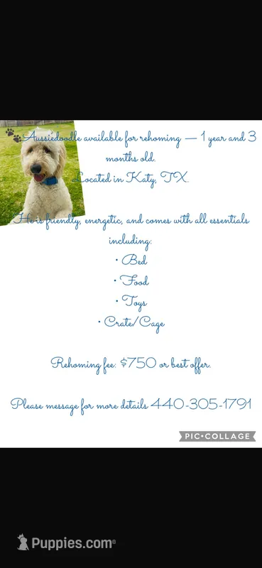 Lambo  – Aussiedoodle puppy for sale in Katy, TX