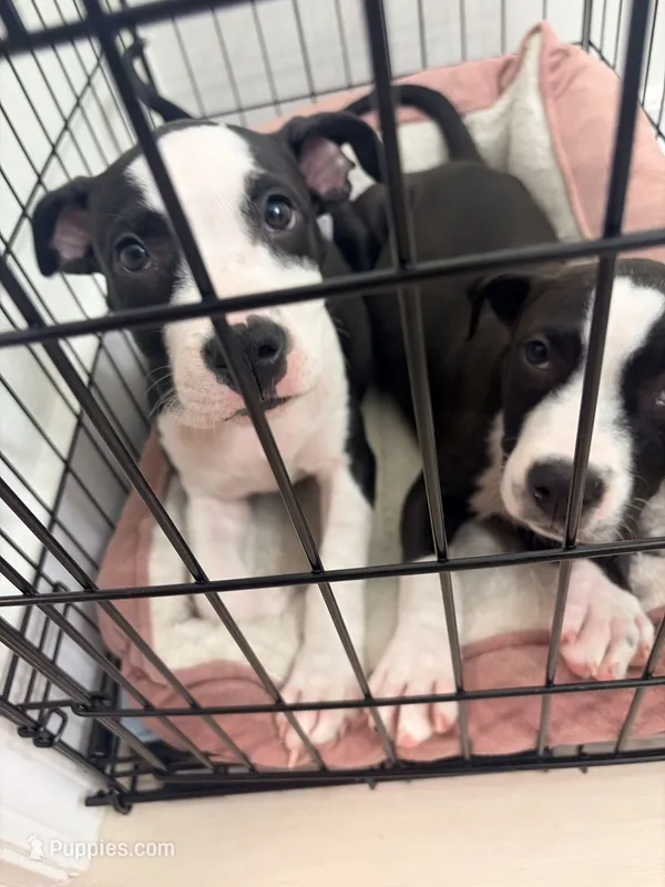 Deon – Staffordshire Bull Terrier puppy for sale in Kennesaw, GA