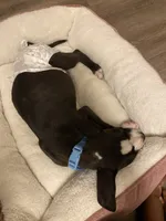 Deon, a male Staffordshire Bull Terrier for sale in Kennesaw, GA – 3 of 4