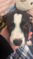 Deon, a male Staffordshire Bull Terrier for sale in Kennesaw, GA – 2 of 4