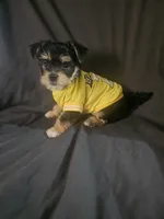 Male, a male Yorkshire Terrier for sale in Northridge, CA – 4 of 5