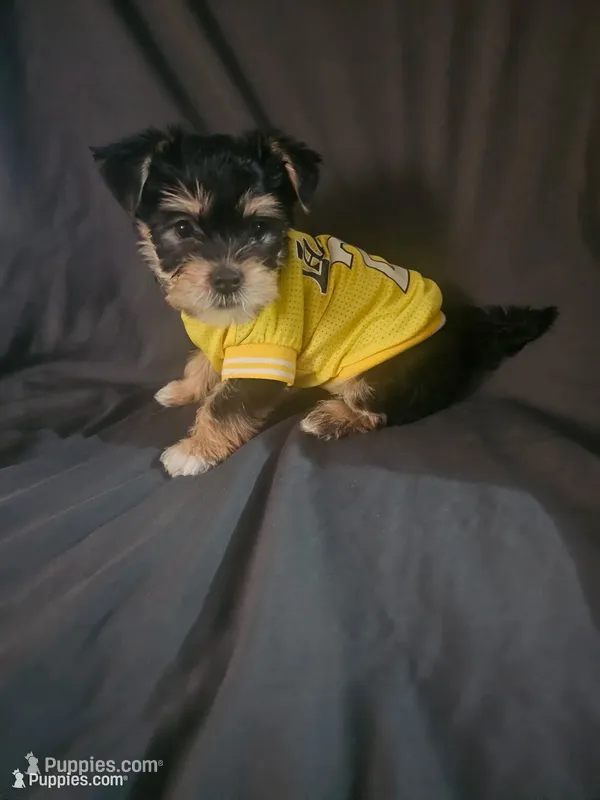 Male – Yorkshire Terrier puppy for sale in Northridge, CA