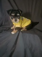 Male, a male Yorkshire Terrier for sale in Northridge, CA – 5 of 5