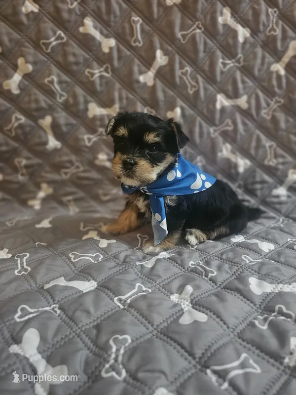 Male – Yorkshire Terrier puppy for sale in Reseda, CA