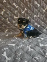Pinky, a female Yorkshire Terrier for sale in Reseda, CA – 2 of 2
