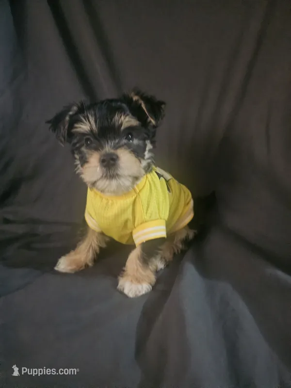 Male – Yorkshire Terrier puppy for sale in Reseda, CA