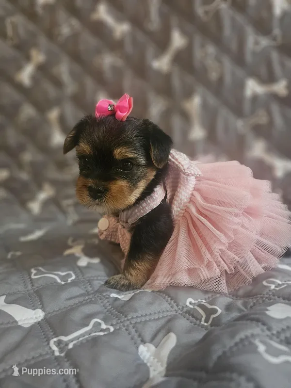 Pinky – Yorkshire Terrier puppy for sale in Reseda, CA