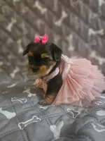 Pinky, a female Yorkshire Terrier for sale in Reseda, CA – 1 of 2