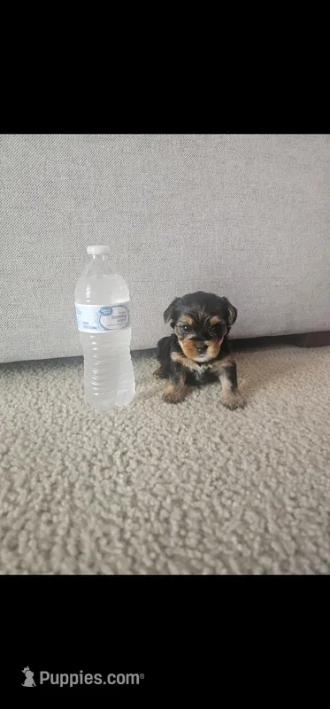 Male – Yorkshire Terrier puppy for sale in Northridge, CA