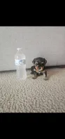 Male, a male Yorkshire Terrier for sale in Northridge, CA – 1 of 5