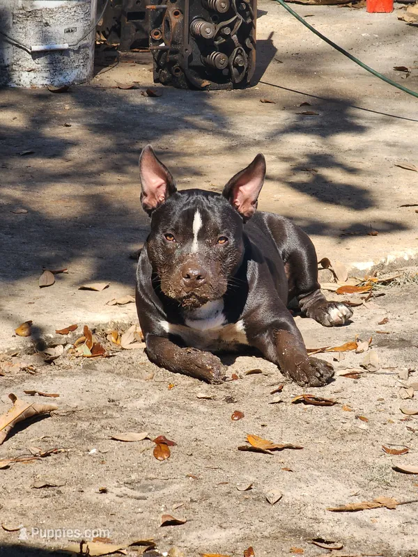 Thorin – American Bully puppy for sale in Ocala, FL