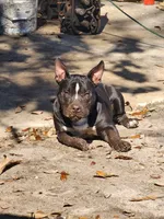 Thorin, a male American Bully for sale in Ocala, FL – 1 of 1
