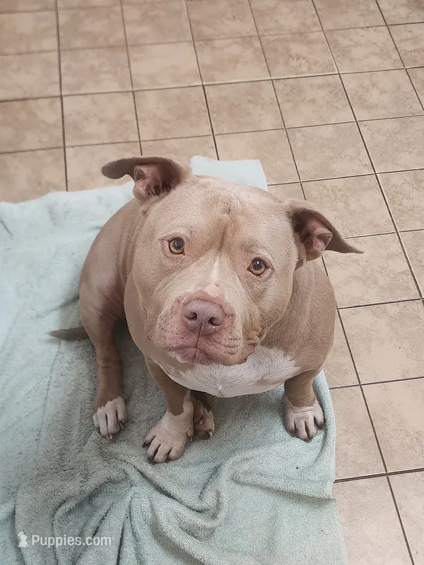 Loui – American Bully puppy for sale in Ocala, FL