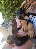 Lincoln , a male Doberman Pinscher for sale in Ocala, FL – 4 of 4