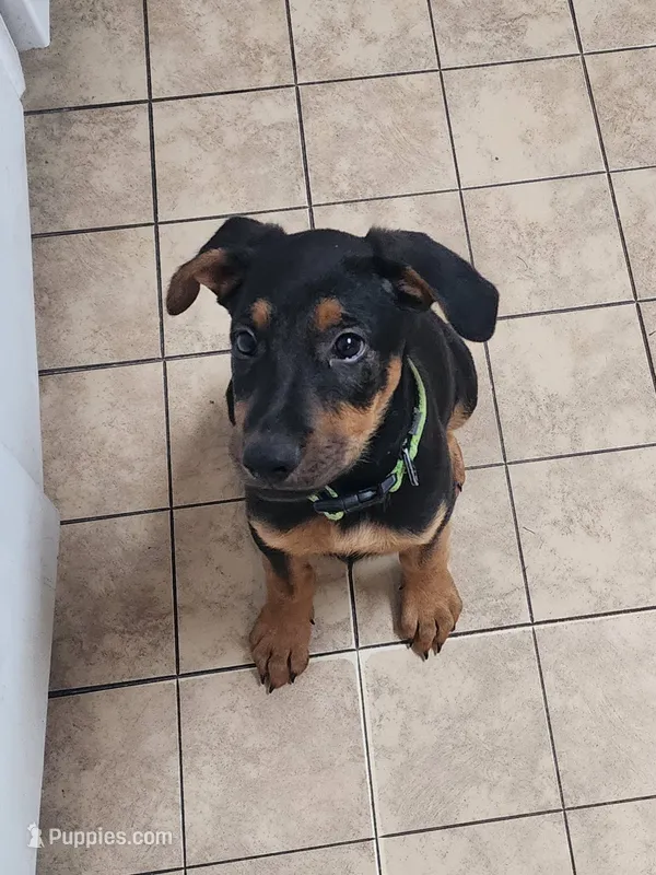 Lincoln  – Doberman Pinscher puppy for sale in Ocala, FL