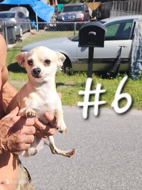 Chihuahua #6 – Chihuahua puppy for sale in Ocala, FL