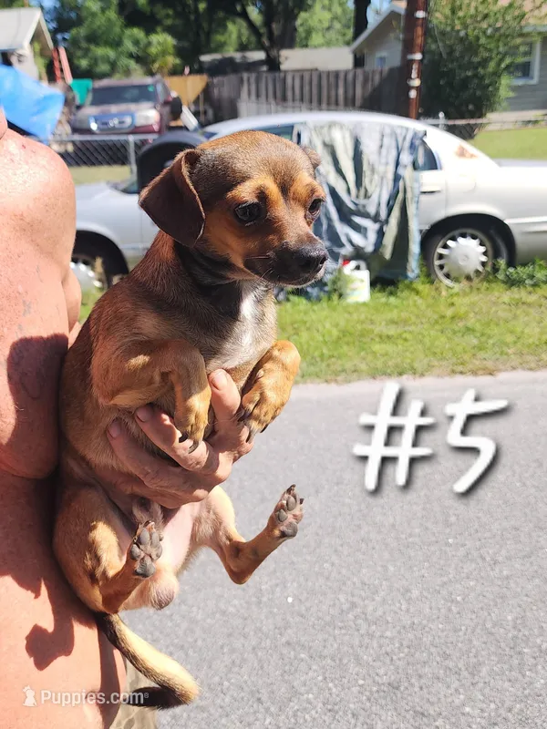 Chihuahua #5 – Chihuahua puppy for sale in Ocala, FL