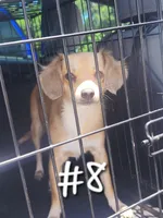 Chiweenie #8, a female Chihuahua and Chiweenie for sale in Ocala, FL – Photo 1 of 2