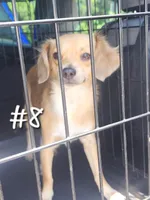 Chiweenie #8, a female Chihuahua and Chiweenie for sale in Ocala, FL – Photo 2 of 2