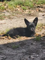 Roo, a male Chihuahua and Miniature Dachshund for sale in Ocala, FL – 2 of 6