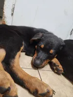 Brooster, a male Rottweiler for sale in Ocala, FL – 2 of 7