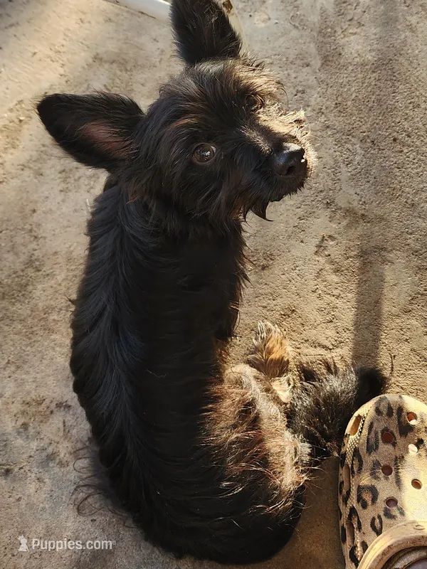 Black and tan long haired male – Chiweenie puppy for sale in Ocala, FL
