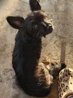 Black and tan long haired male, a male Chiweenie for sale in Ocala, FL – 1 of 3