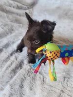 Long hair chocolate baby boy, a male Chihuahua for sale in Ocala, FL – Photo 4 of 4
