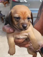 Chihuahua baby, a male Chihuahua for sale in Ocala, FL – Photo 2 of 2