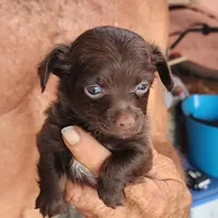 Long hair chocolate baby boy, a male Chihuahua for sale in Ocala, FL – Photo 2 of 4