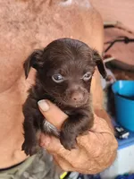 Chihuahua baby, a male Chihuahua for sale in Ocala, FL – Photo 1 of 2